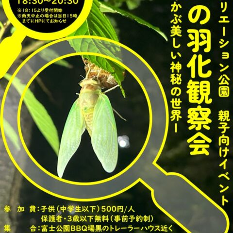 8/2(日)「セミの羽化観察会」開催のお知らせ